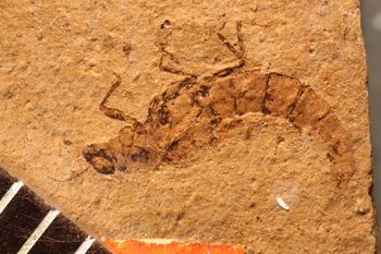 Media type: image;   Entomology PALE-1577